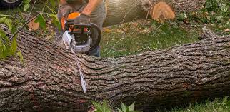 Best Firewood Processing and Delivery  in Richmond, TX