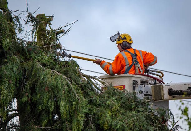Richmond, TX Tree Care Company