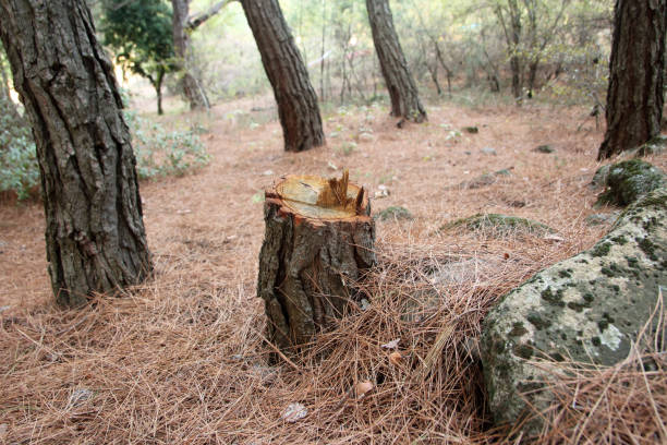 Best Tree Cabling and Bracing  in Richmond, TX