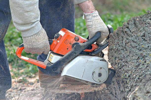 Best Commercial Tree Services  in Richmond, TX