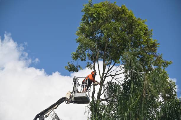 Best Lot and Land Clearing  in Richmond, TX