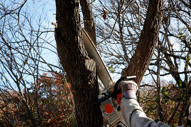 Best Utility Line Clearance  in Richmond, TX