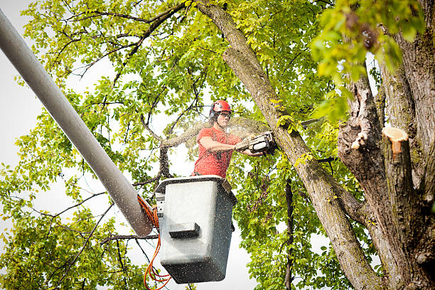 Best Storm Damage Tree Cleanup  in Richmond, TX