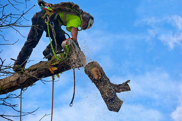 Best Root Management and Removal  in Richmond, TX