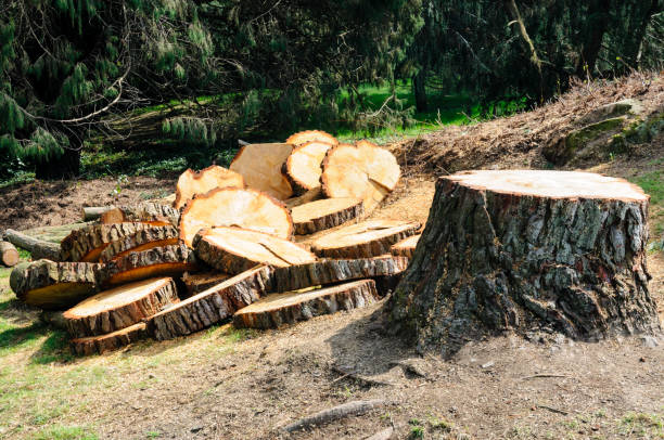 Best Hazardous Tree Removal  in Richmond, TX